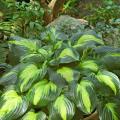 Cathedral Windows is one of the newest hostas on the market and is a tetraploid of Stained Glass, the 2006 Hosta of the Year. It is a large plant with large leaves and extra wide margins. The late summer-blooming flowers are intensely fragrant.