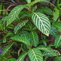 Ellen sanchezia starts a little slow but is a real star after it becomes acclimated. The leaves are dark green and variegated with yellowish or chartreuse zebra stripes.