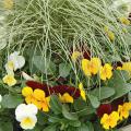 Penny violas and ornamental grasses make great cool-season mixed containers. Here a few Penny colors are mixed with the long stems of the carex.