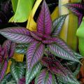 The widely varying Acanthus family of plants has many terrific varieties for the landscape. Here Persian Shield shows off its iridescent purple and silver foliage. (Photo by Norman Winter)