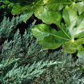 Groundcover conifers offer a staggering difference in texture because their leaves are needle-like. This Parson's juniper contrasts with the smooth, glossy leaves of the fatsia, a large tropical-looking shrub.