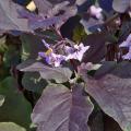 Slim Jim eggplant offers exceptional dark purple foliage and iridescent lavender-violet blossoms and can be grown as an ornamental. (Photo by Norman Winter)