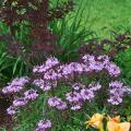 The cheerful lavender-pink of the Senorita Rosalita cleome combines well with other flowers and greenery in any type of garden. (Photo by Norman Winter)