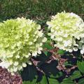 The Limelight hydrangea has an extended season of incredible blooms from midsummer through fall. It has small leaves and an incredible quantity of flowers that start off almost white, then change to bright, light lime and finally turn pink as fall approaches. (Photo by Norman Winter)