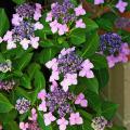 This purple lacecap hydrangea is an elegant bigleaf hydrangea that gets its name from its flat cap-like appearance. The large flowers in the outer ring are sterile but serve to attract pollinators to the tiny flowers in the middle. (Photo by Norman Winter)