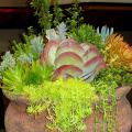 This year's Hot to Trot Pot Competition winner was a large container of different succulents. Seen here, the winner combined everything from large-leafed kalanchoe and blue-green crassulas to lime-colored and orange sedums. (Photo by Norman Winter)