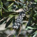 The wax myrtle produces thousands of small, waxy, blue berries that feed around 40 species of birds.