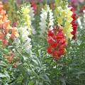 Snapdragons steal the show in landscapes. Improved breeding has made these flowers surprisingly tough. In zones 7 and warmer, gardeners plant them in the fall as pansy partners. They are planted in late winter to early spring in colder areas for riotous colors almost all summer. (Photo by Norman Winter)