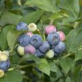 Edible garden additions have benefits other than the culinary ones. The rabbiteye blueberry works well as a landscape shrub with its silvery-blue foliage, pinkish-white flowers, summer fruit and outstanding fall color. (Photo by Rebecca Bates)