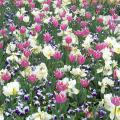 Accessorize spring-flowering bulbs to hide the ratty foliage that must remain afterwards to ensure a good bloom next year. Here, pansies are interplanted with tulips, providing color and camouflage. (Photo by Gary Bachman)