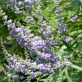 The Chastetree's flower color varies from lavender to lilac to pale violet and the tiny flowers bloom in small clusters that come together to form larger arrangements. (Photo by Gary Bachman)