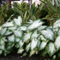 Caladiums are ideal for bringing color to the shady parts of gardens. This Aaron caladium is combined with ginger for a beautiful display. Angelonias, or summer snapdragons, perform best in full sun. 