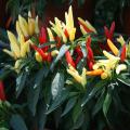 Chilly Chili seems to explode in color, with the fruit starting as yellow green and transitioning to a bright orange and brilliant red. 