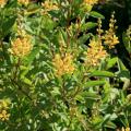 Golden Thryallis has bright, cheery clusters of yellow flowers that bloom from early June through the fall. Rusty reddish-brown branches provide a nice background for the flowers. The plant performs best in full sun. (Photo by Gary Bachman)