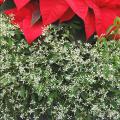 A poinsettia combined with the Mississippi Medallion winner Diamond Frost euphorbia looks like it is growing on a bed of frost. (Photo by Norman Winter)