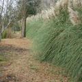 Living screens can block out unpleasant views in landscapes in ways not possible with fences or walls. This row of pampas grass is green and full, even in the winter. (Photo by Gary Bachman)