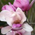 The exotic saucer magnolia, with its beautiful flowers and fragrance, is the most popular of the flowering magnolias. (Photo by Gary Bachman)