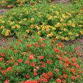 Million Bells CanCan Terra Cotta and Orange spread to fill in open spaces in the landscape.