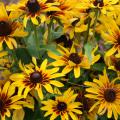 The golden yellow petals and dark red halo of Denver Daisy rudbeckia make a bright statement in the summer landscape. (Photo by Gary Bachman)