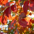 Fall weather brings an abundance of color to Mississippi landscapes. (Photo by Gary Bachman)