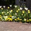 These yellow and white tulips provide a nice complement to yellow and white pansies. (Photos by Gary Bachman) 