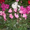 Cyclamen come in a variety of colors, including red, pink, white and lavender. The nodding flowers are held on straight stems high above the foliage. (Photo by MSU Extension Service/Gary Bachman)