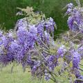 Purple and white are the most common wisteria colors , but nurseries also offer selections in pink and blue.