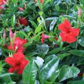 Mandevilla flowers are displayed against dark green, leathery foliage. Mandevilla blooms from early summer through first frost. (Photo by Gary Bachman)