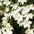 Gardenia flowers emerge white and become yellow before fading to brown. There are both single- and double-flowered varieties.