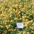 Bandana Trailing Gold is a lantana with dense branches. Planting along a hardscape wall is a great way to take advantage of this growth habit. (Photo by MSU Extension Service/Gary Bachman)