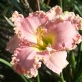 In addition to a wide range of colors, daylilies can have unique physical features, such as Pink Lemonade Party's ruffled golden edges on light pink petals. (Photo by MSU Extension Service/Gary Bachman)