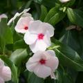 Annual flowering vinca, such as this Cora Apricot, is a solid performer in our Mississippi gardens and landscapes. Known botanically as Catharanthus rosea, some garden centers may label it Madagascar periwinkle. (Photo by MSU Extension Service/Gary Bachman)