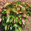 The copperleaf variety Loco has variegated green and white leaves with coppery accents. (Photo by MSU Extension Service/Gary Bachman)