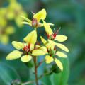 Golden thryallis blooms from summer until early winter with very bright flowers highlighted by brilliant red stamens and pistils. (Photo by MSU Extension Service/Gary Bachman)