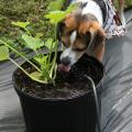 Microirrigation delivers water directly and efficiently to plant root zones. An added benefit is that thirsty dogs may enjoy their own little water fountains. (Photo by MSU Extension Service/Gary Bachman)