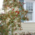 The Savannah holly has a natural pyramidal growth habit that is loose and open. It can be used as a screen or a single specimen. (Photo by MSU Extension Service/Gary Bachman)