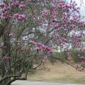 The most popular of the flowering magnolias is the saucer magnolia. Huge white, pink or purple flowers bloom after the risk of late-spring frosts has passed. (Photo by MSU Extension Service/Gary Bachman)