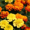 French marigolds, such as the Bonanza mix, are smaller and have more flower variety than their American counterparts. (Photo by MSU Extension Service/Gary Bachman)