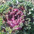 Chidori Red kale has extremely colorful, loose heads. New foliage is a bright magenta red, and mature leaves take on a darker green. (Photo by MSU Extension Service/Gary Bachman)