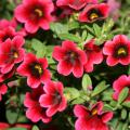 Superbells are heat-tolerant and bloom all summer. These Pomegranate Punch Superbells have deep velvet-red petals and an almost black center eye. (Photo by MSU Extension Service/Gary Bachman)