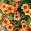 Calibrachoa Noa Sunset has contrasting orange popsicle-colored petals and a reddish-orange center. (Photo by MSU Extension Service/Gary Bachman)