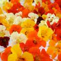 Nasturtium flowers and their foliage are edible and can make a nice appetizer that pleases the eyes and the palate. (Photo by MSU Extension Service/Gary Bachman)