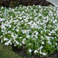 The attractive foliage and gorgeous flowers of mass-planted annual flowering vinca make a great ground cover. (Photo by MSU Extension Service/Gary Bachman)