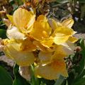 Tropical canna lilies are dwarf varieties that come in several colors, including this yellow selection. All summer long, as one flower matures, another spike begins to grow and soon opens. (Photo by MSU Extension Service/Gary Bachman)