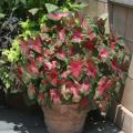 Caladiums are very versatile and tolerant of many growing styles, including these growing in a container in a sunny location. (Photo by MSU Extension Service/Gary Bachman)