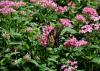 A tiger swallowtail butterfly rests on a cluster of pink blooms rising above green leaves.