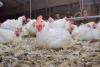 A white chicken sits on the ground in a poultry house.