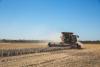 Combine picks soybeans in a field.