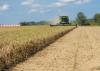 A combine harvester cuts hay in a field.