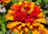 A multicolored orange bloom is fully open over green leaves.